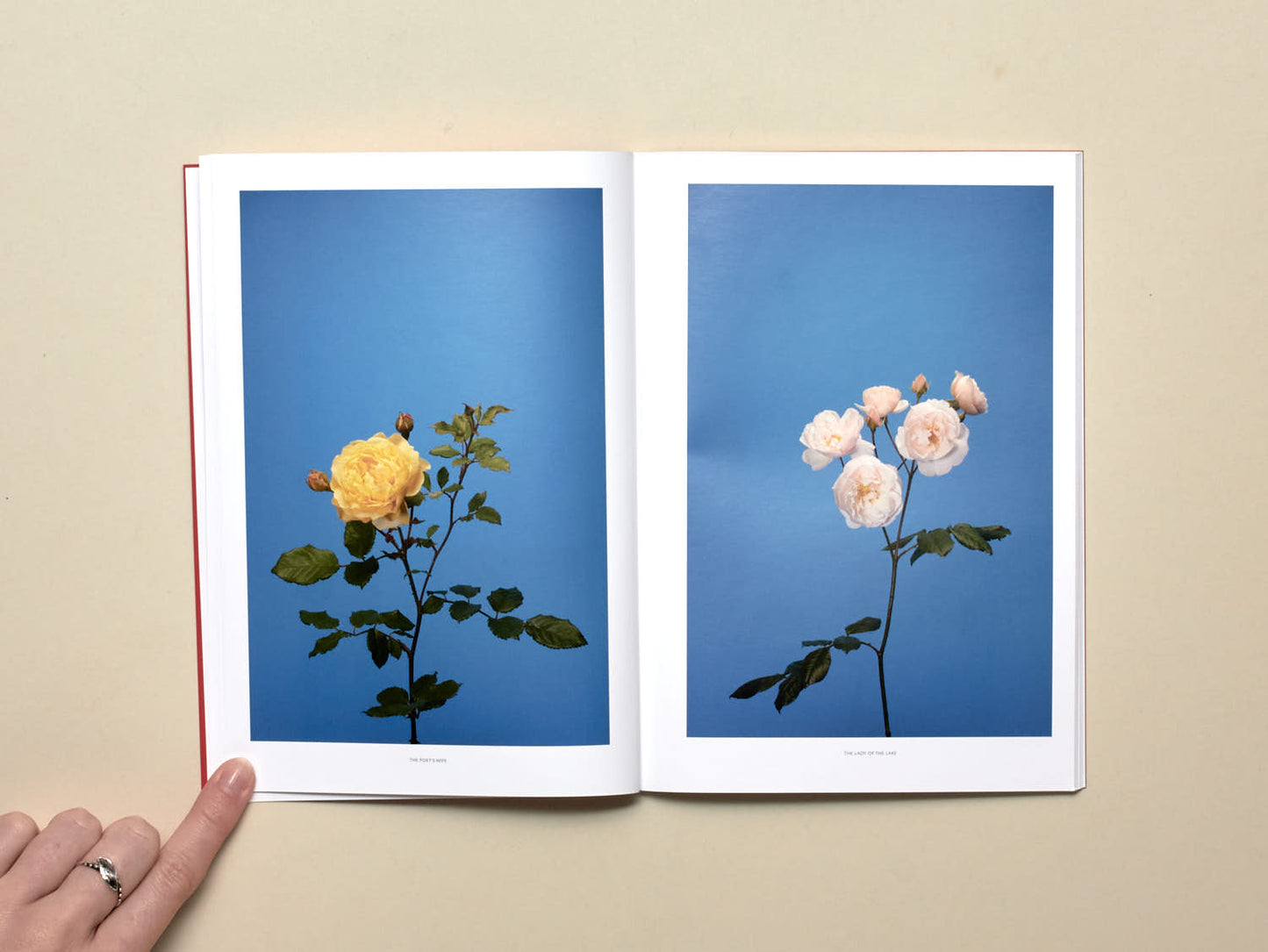 Luke Stephenson, The English Rose