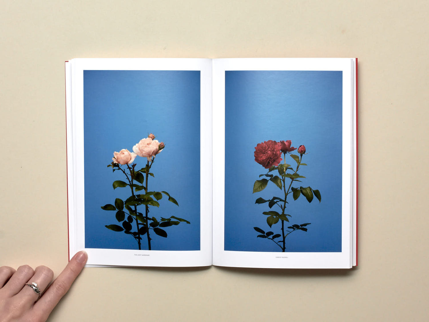 Luke Stephenson, The English Rose