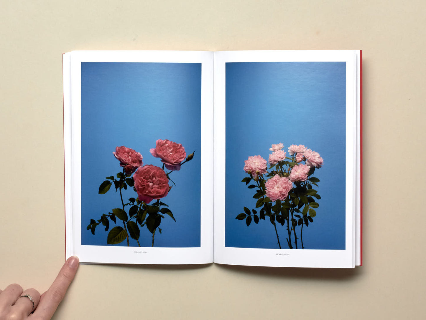 Luke Stephenson, The English Rose