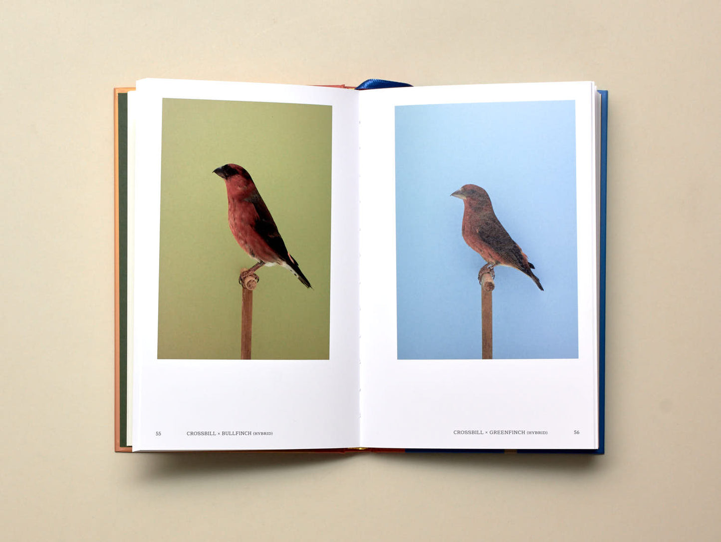 Luke Stephenson, An Incomplete Dictionary of Show Birds, Vol. 2
