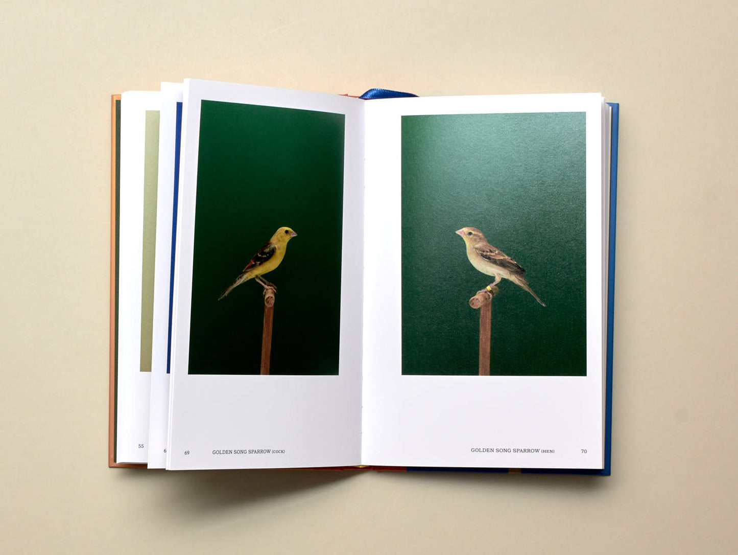Luke Stephenson, An Incomplete Dictionary of Show Birds, Vol. 2