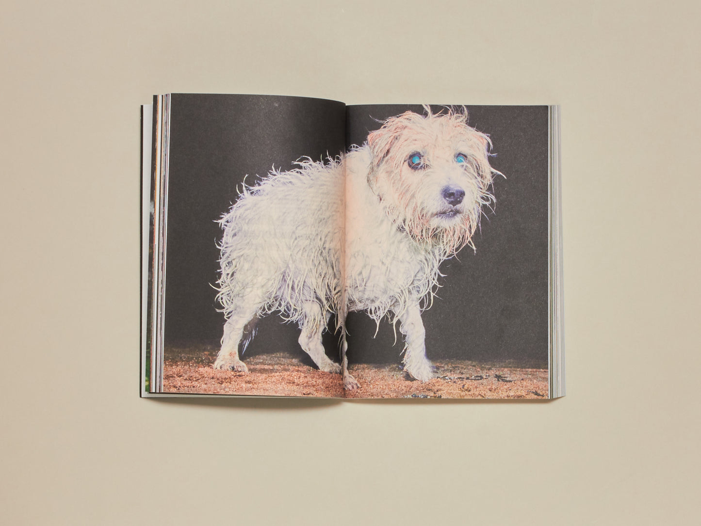 Acid Magazine, Issue 6