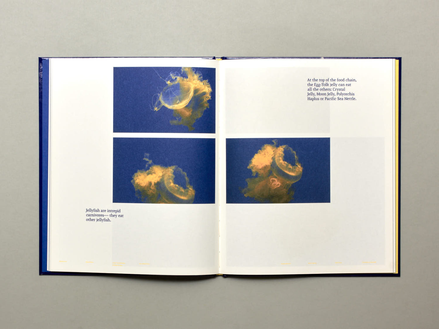 Aurélien Froment, Pulmo Marina