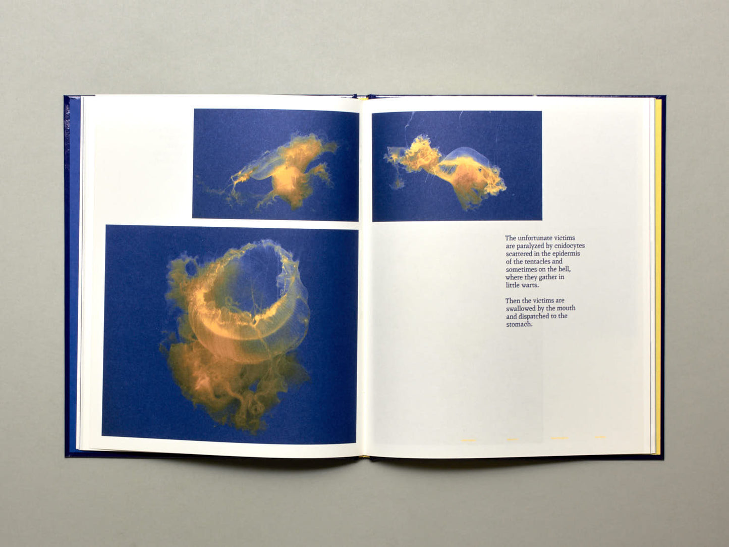 Aurélien Froment, Pulmo Marina