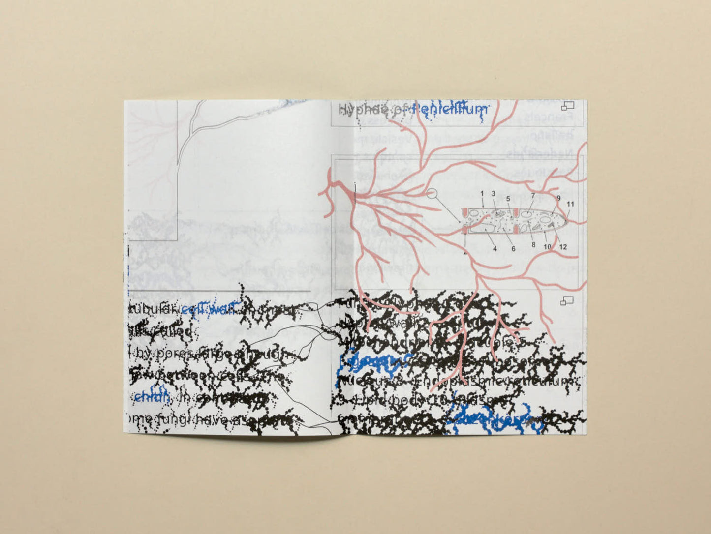 Raphaël Bastide, No.31 Fungal