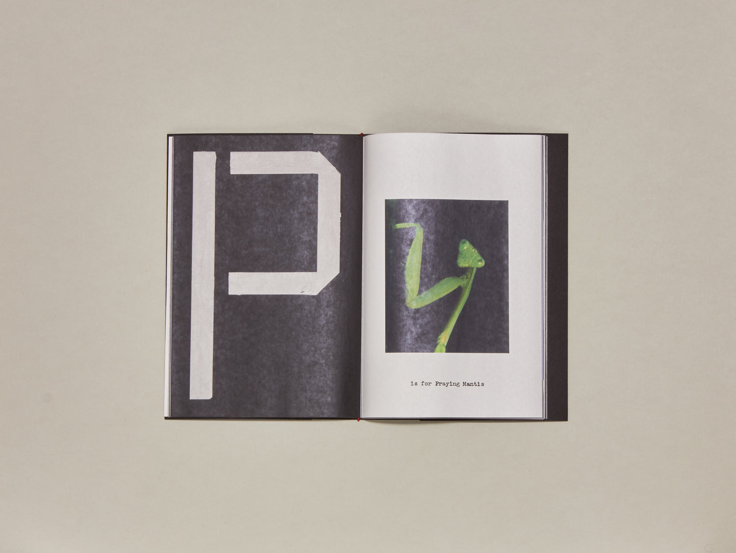 Jack Davison, A is for Ant Newspaper
