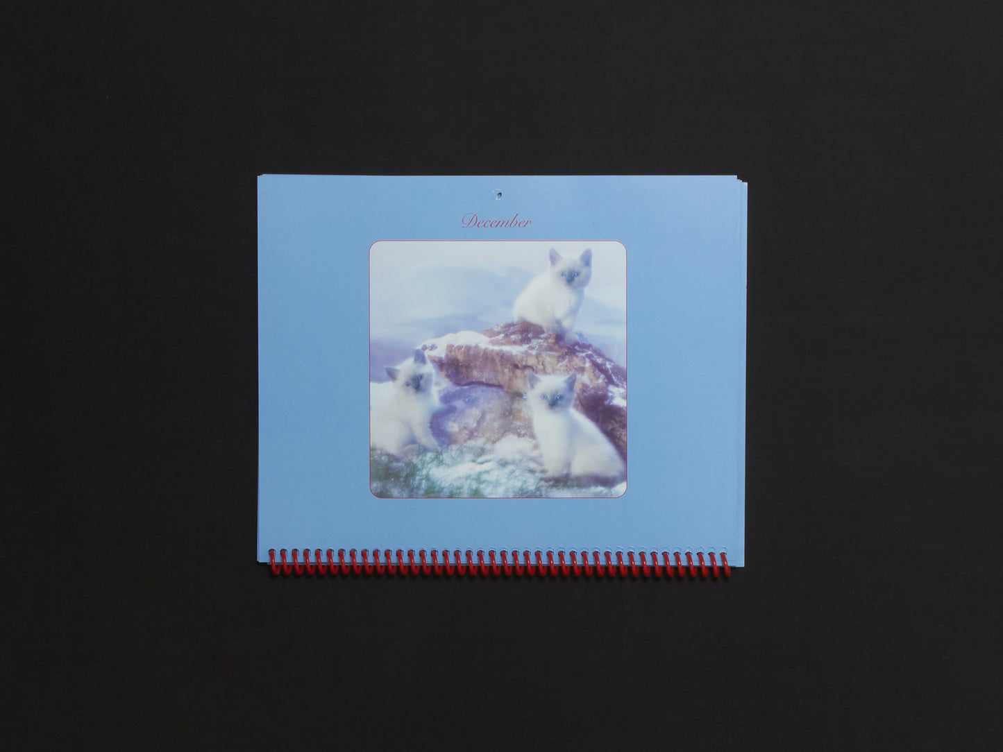 Jakub Gessler, Imogen Frost & Sara Kabiri, Pussycats Calendar 2026