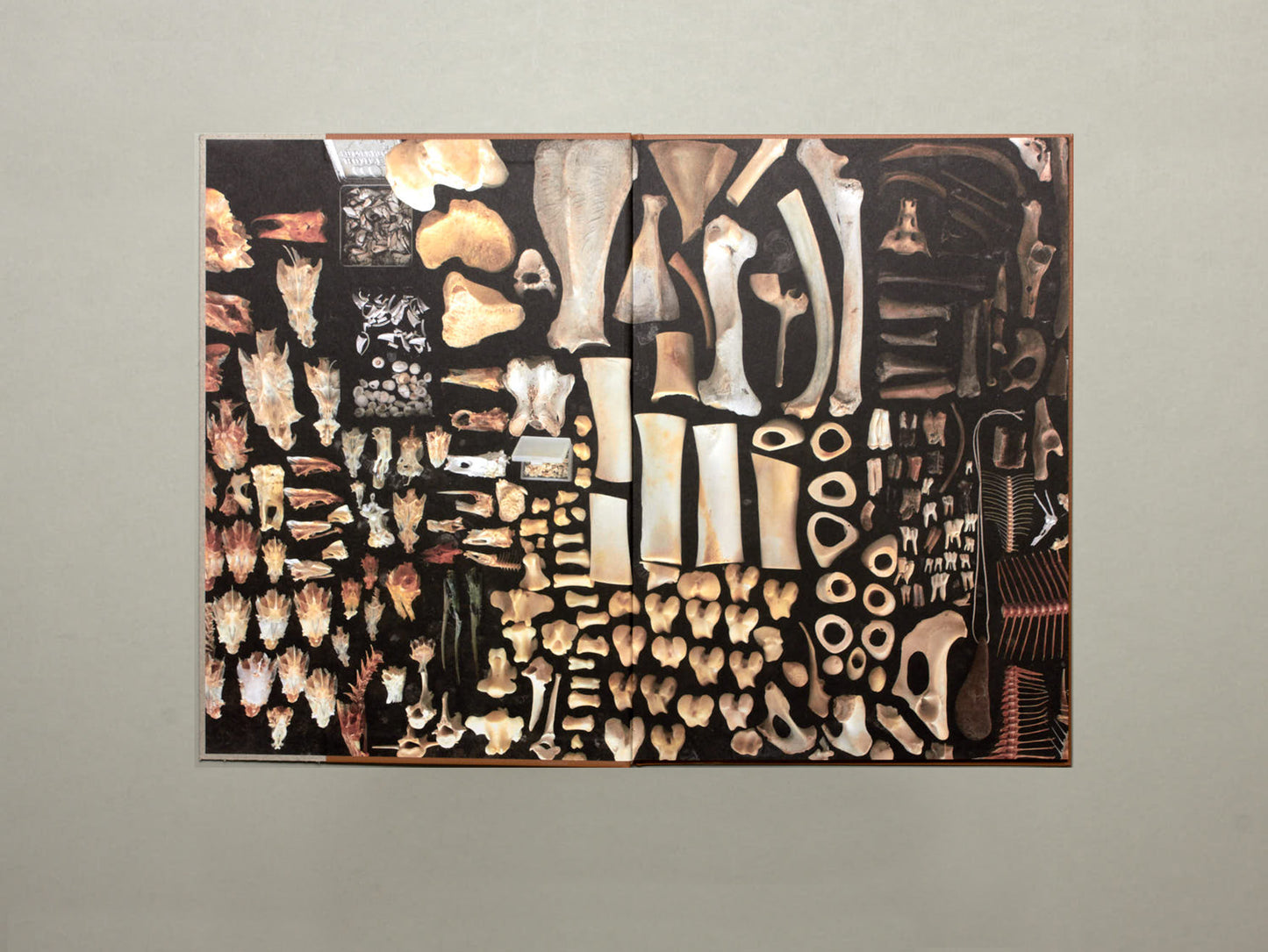 LPPL with Åbäke, Diplodoclus 2014–2021