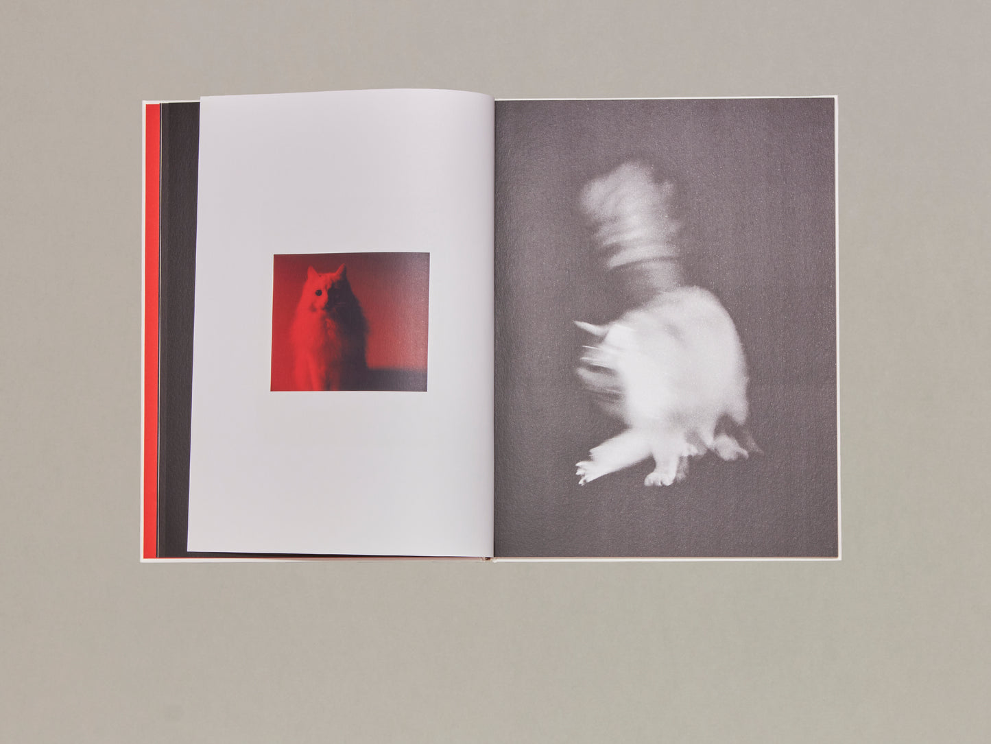 Jack Davison, A is for Ant