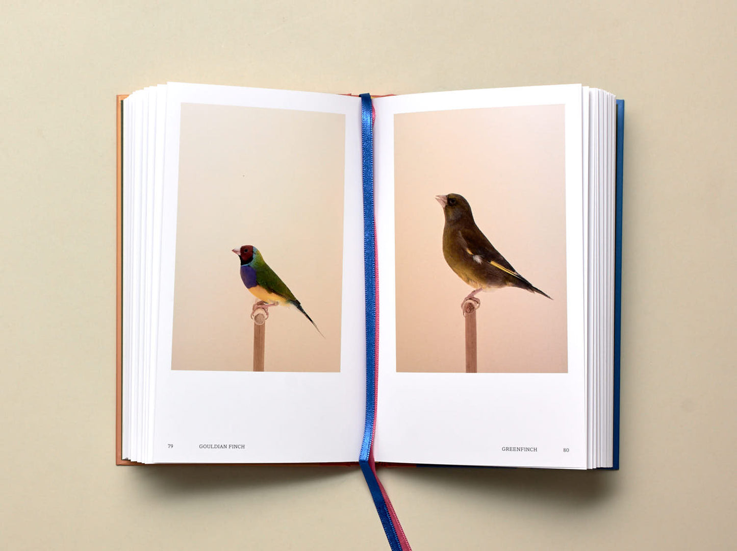 Luke Stephenson, An Incomplete Dictionary of Show Birds, Vol. 2