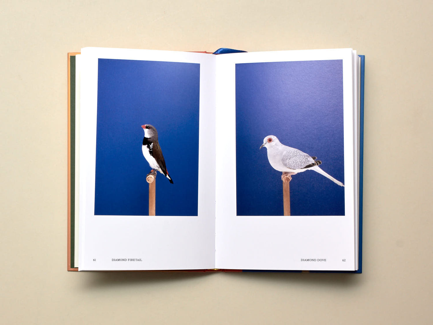 Luke Stephenson, An Incomplete Dictionary of Show Birds, Vol. 2