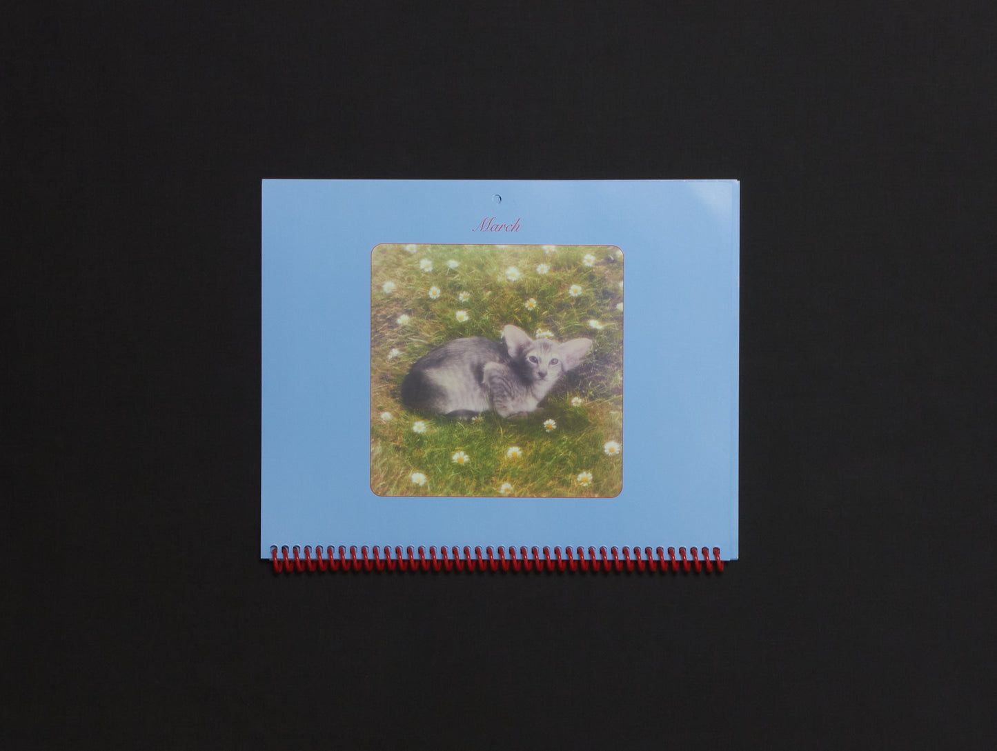 Jakub Gessler, Imogen Frost & Sara Kabiri, Pussycats Calendar 2026