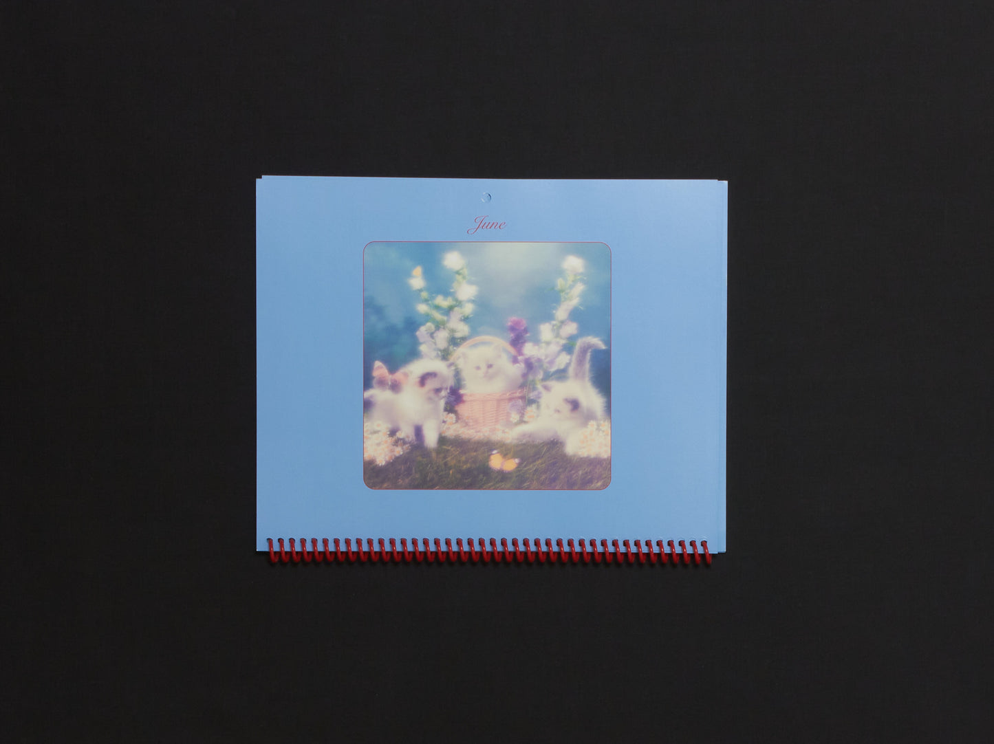 Jakub Gessler, Imogen Frost & Sara Kabiri, Pussycats Calendar 2026