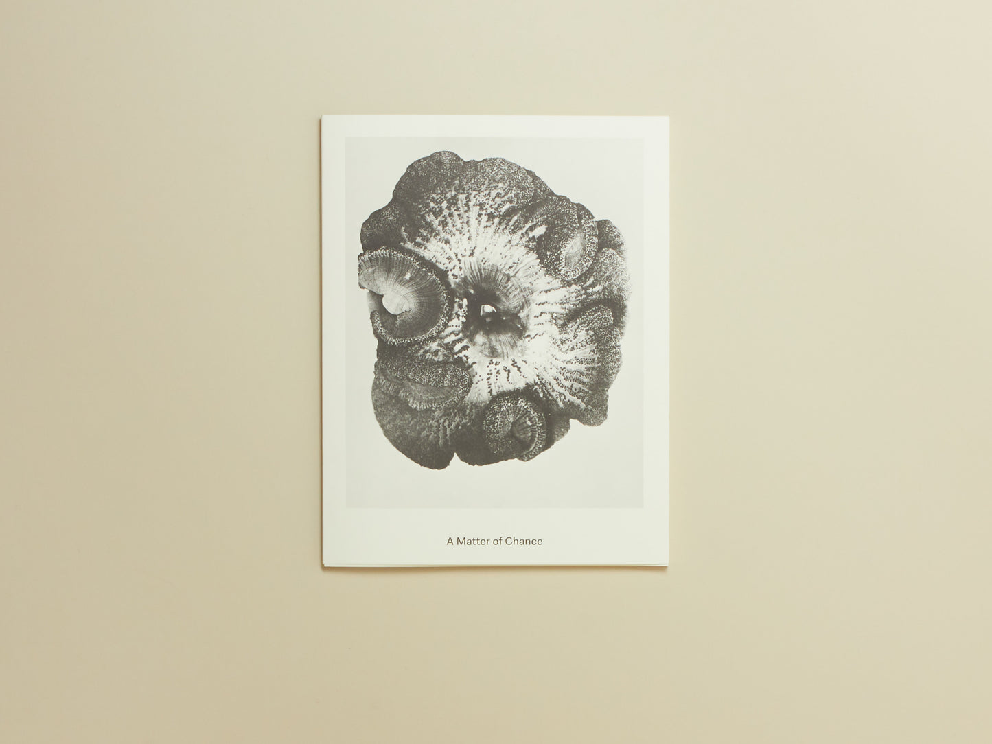 Carly Steinbrunn, A Matter of Chance