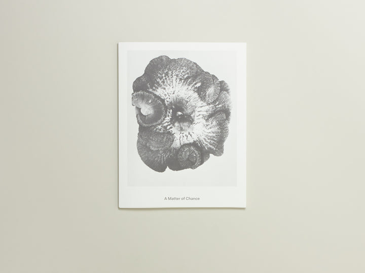 Carly Steinbrunn, A Matter of Chance