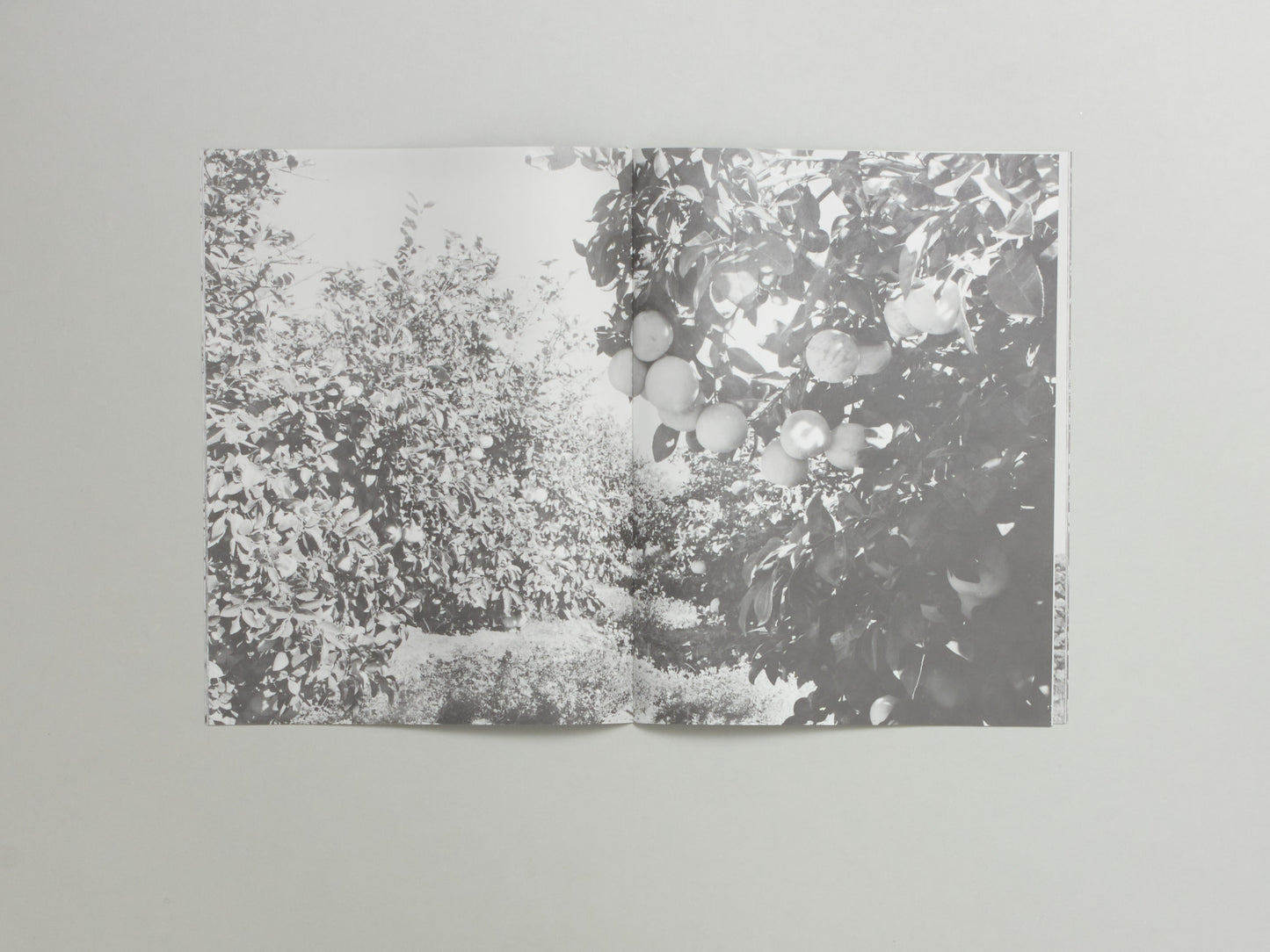 Christina Labey, Errata Vol 2: Ode to an Ancient Tree