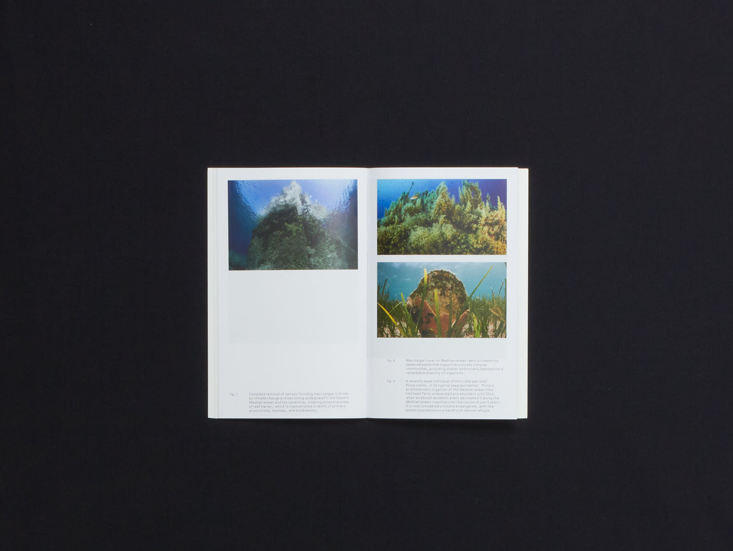 Mediterranean Icebergs: Invisible Connections Underwater