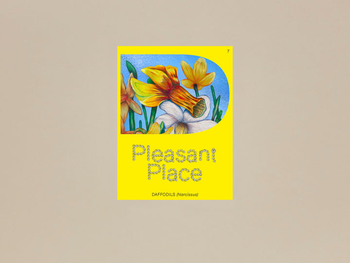 Pleasant Place Issue 7: Daffodils