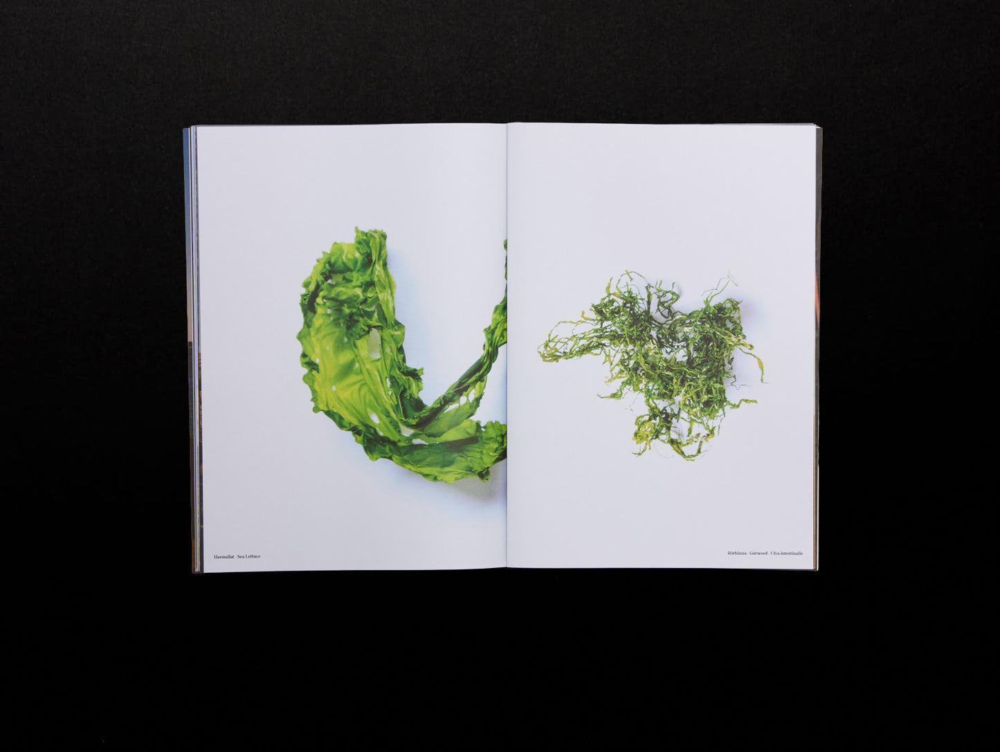 Peak Magazine, Volume 5